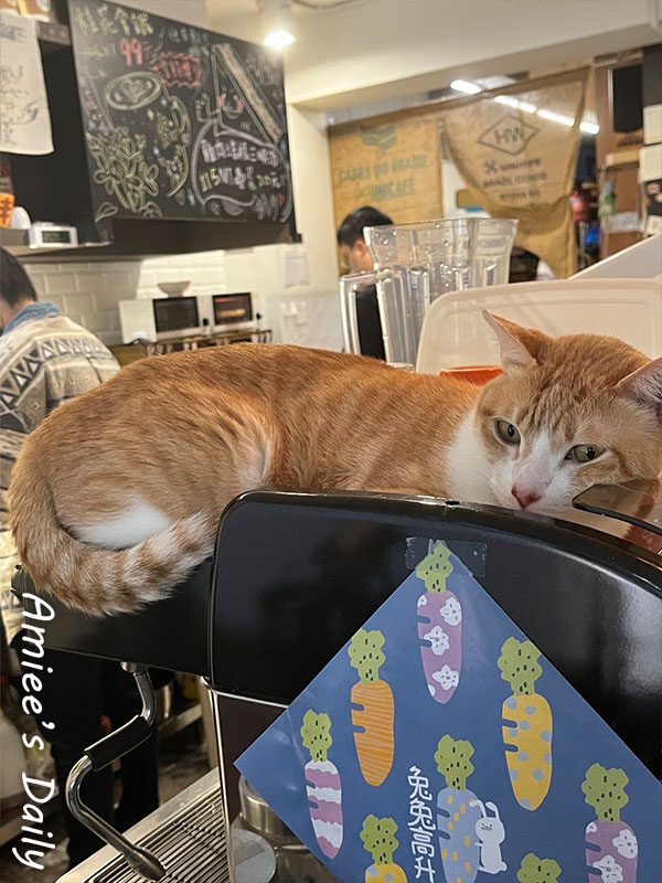 CAT jpg cafe